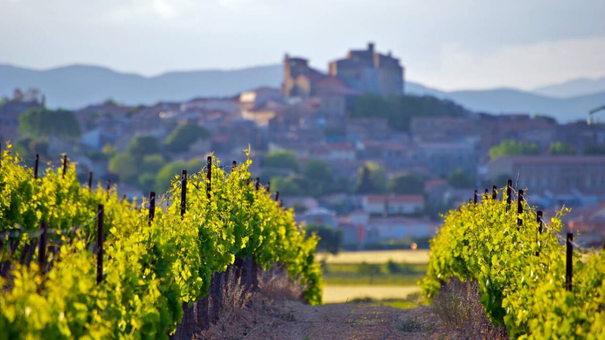 Our Guide To Provence Wine