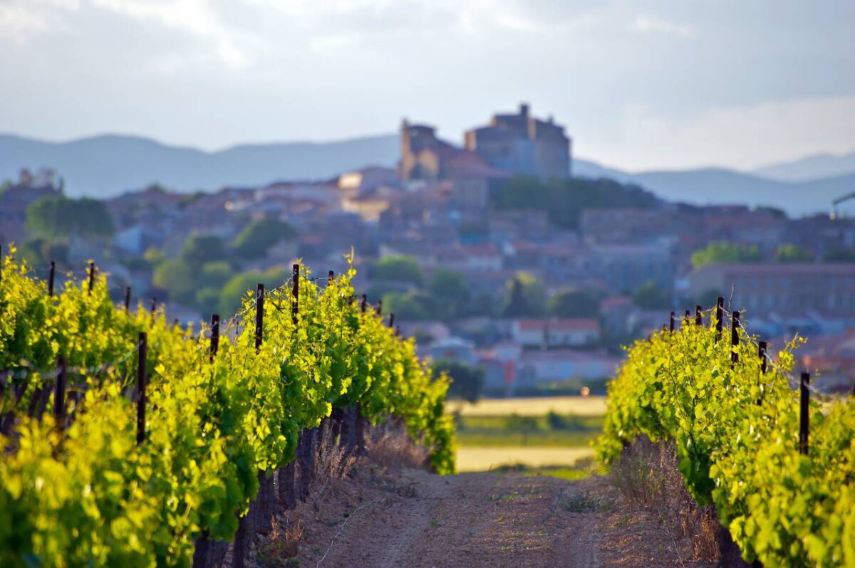 vineyards of chateauneuf du pape
