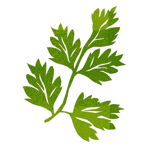 illustration Aromatic Herb