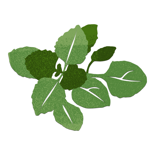 illustration Dry Herb