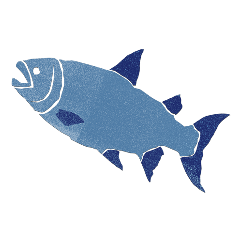 illustration fish