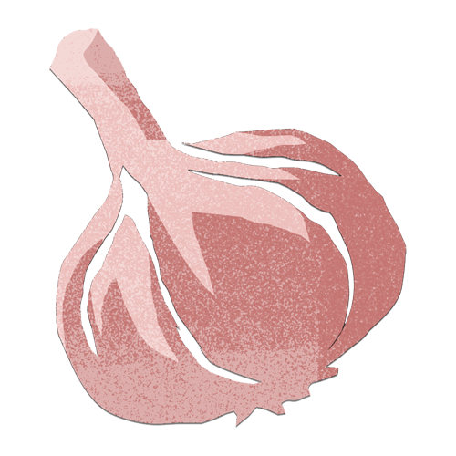 illustration garlic