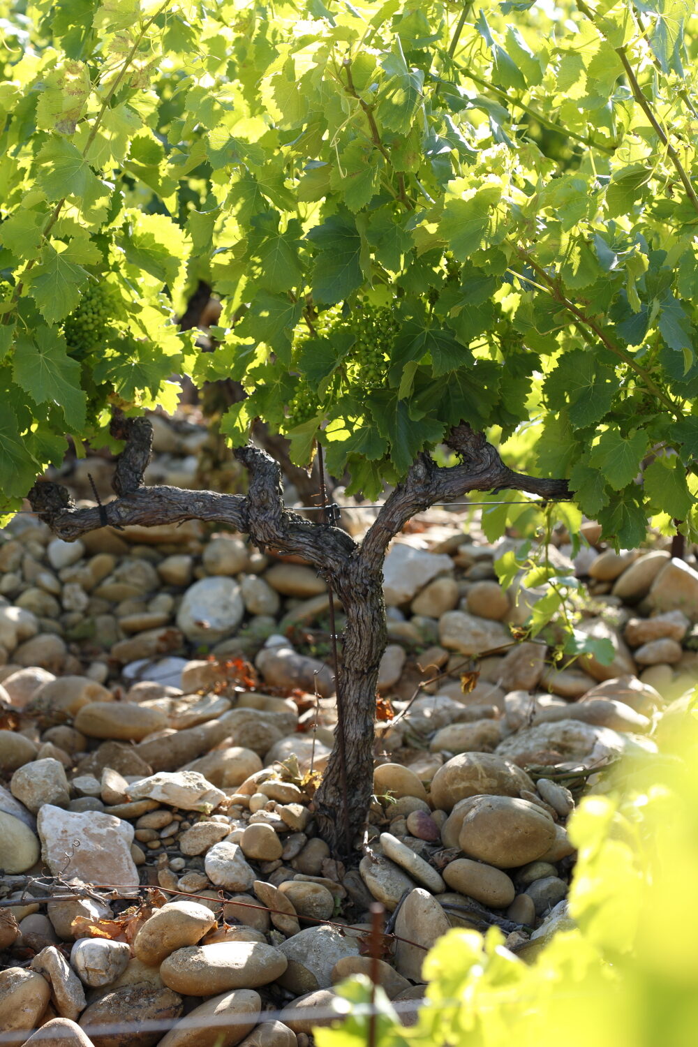 Typical Vineyard in Chateauneuf Du Pape ou Lirac with the famous rolling stones