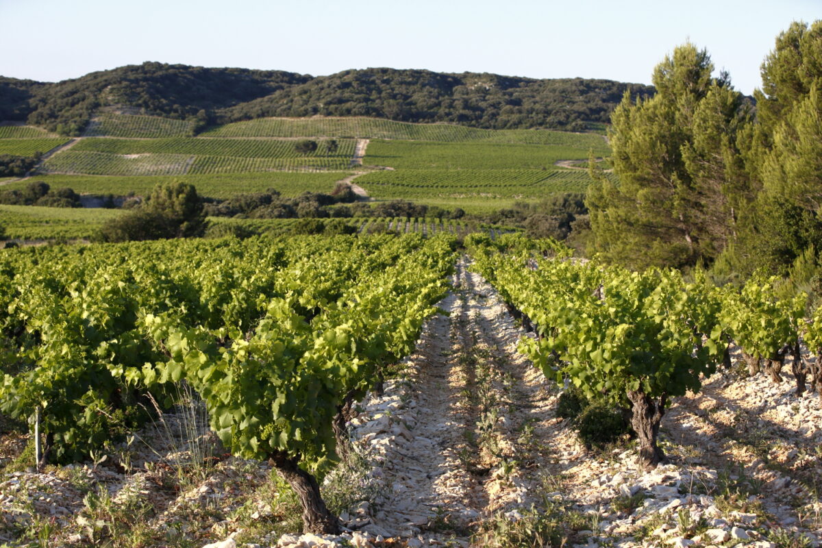 The vineyards of Lirac