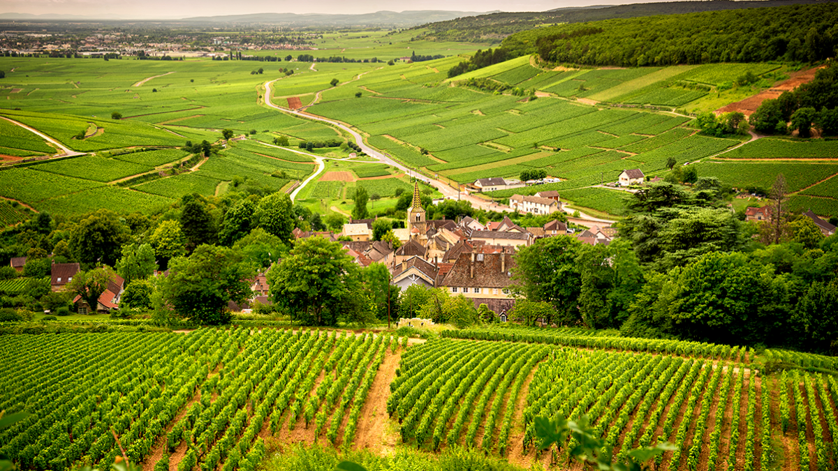 The Ultimate Guide To Burgundy Wine