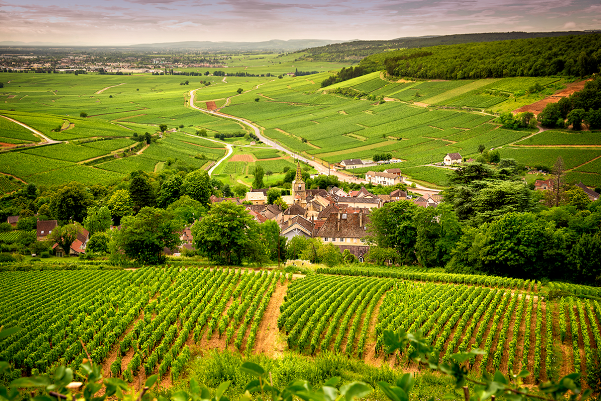The vineyards of Burgundy with their gentle slopes