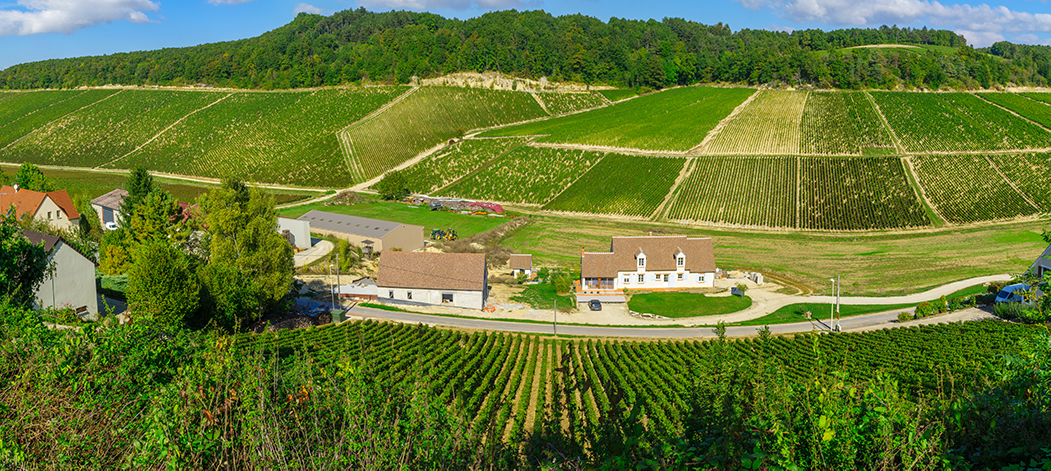 the vineyards of Chablis in Burgundy, Chardonnay grapes