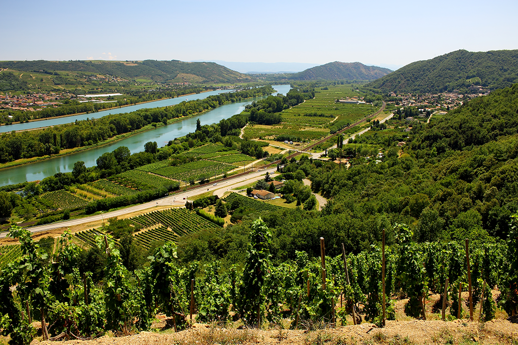 The vineyards of cote du rhone with the river Rhone in the back