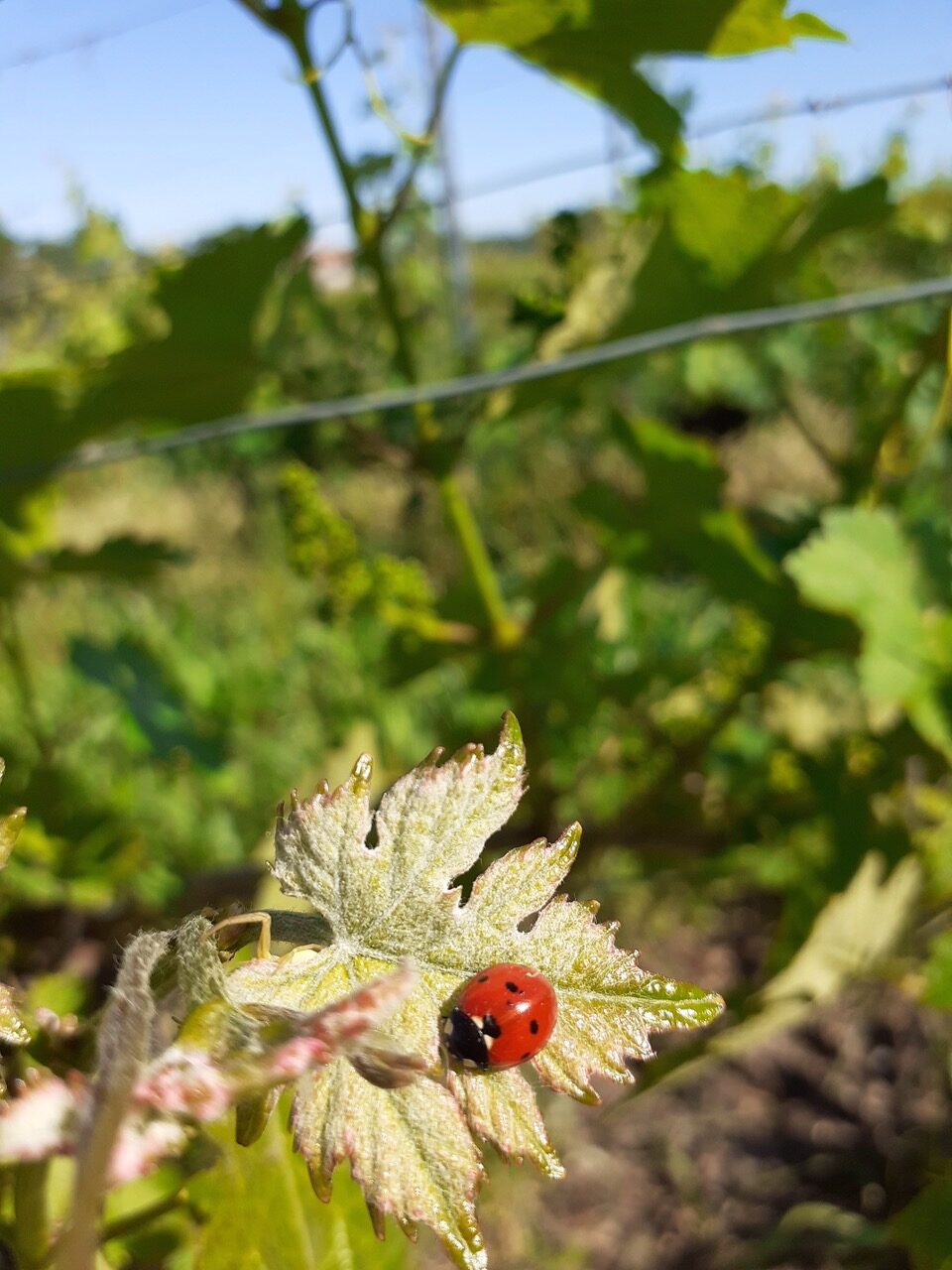 A beetle on a leaf