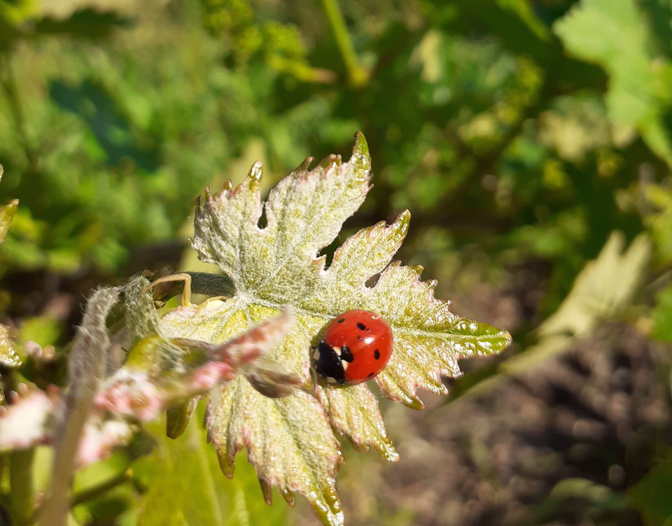 A beetle on a leaf