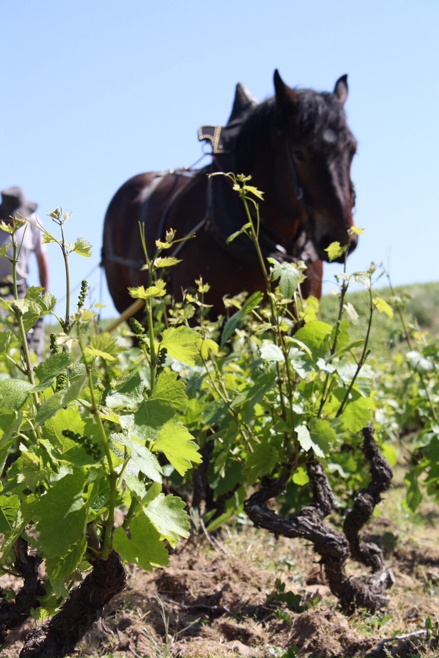 A horse doing the hard labor in the vineyards