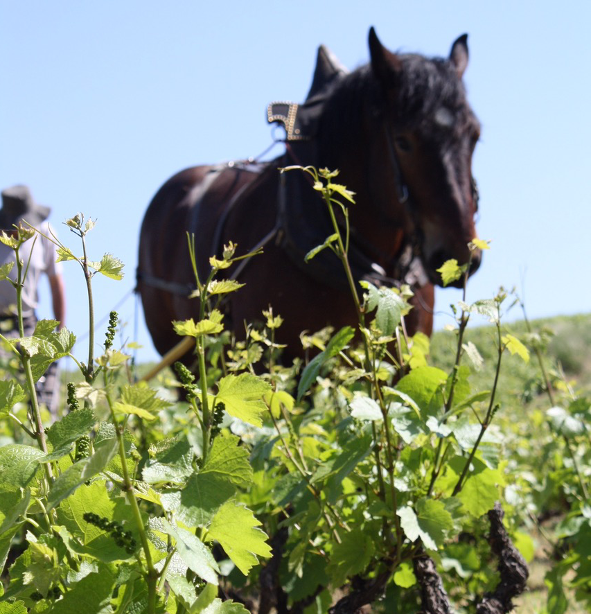 A horse doing the hard labor in the vineyards