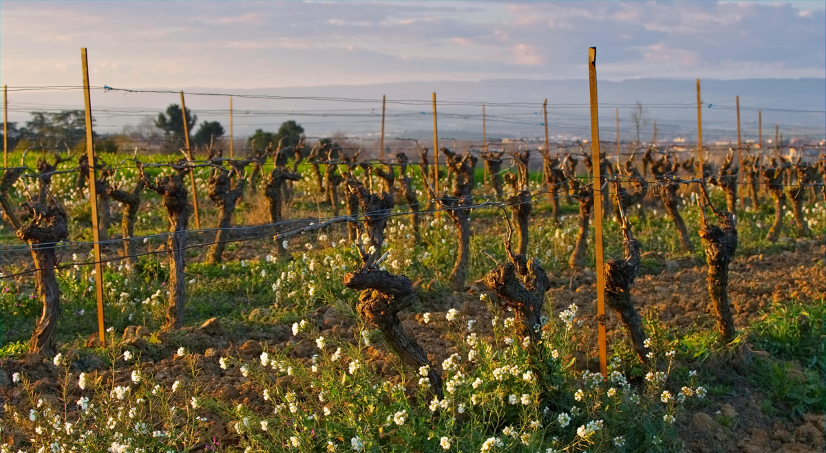 Flowers in the vineyards of Cote du Rhone