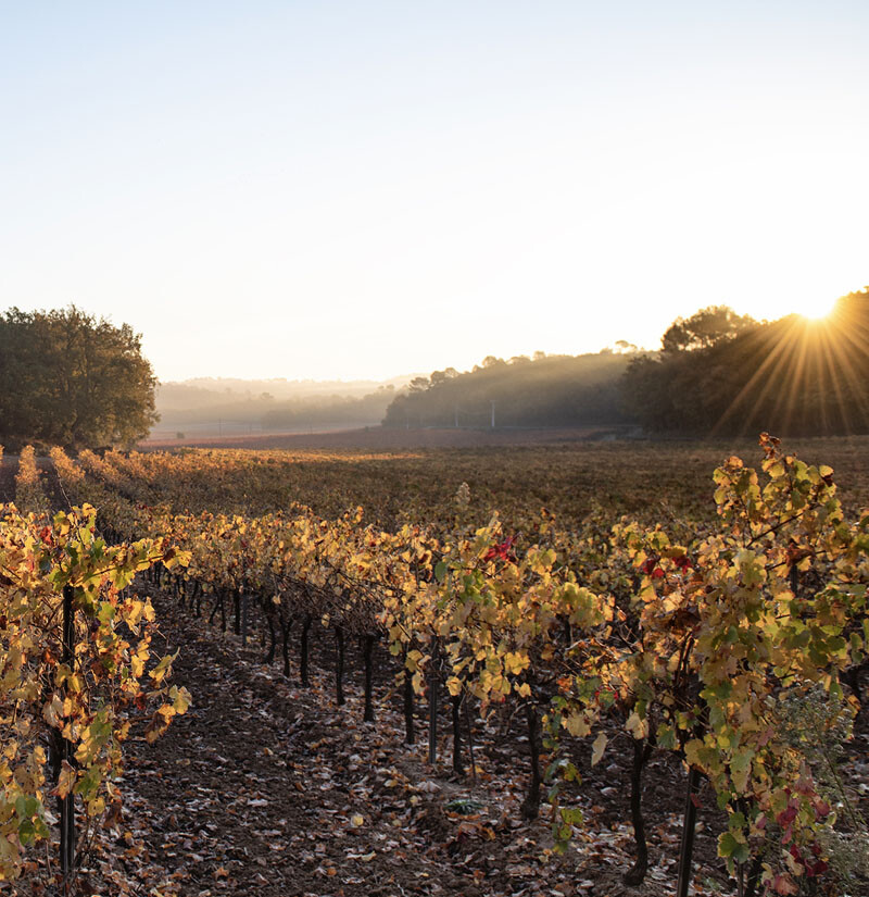 Vineyards from Chateau Favori in automn