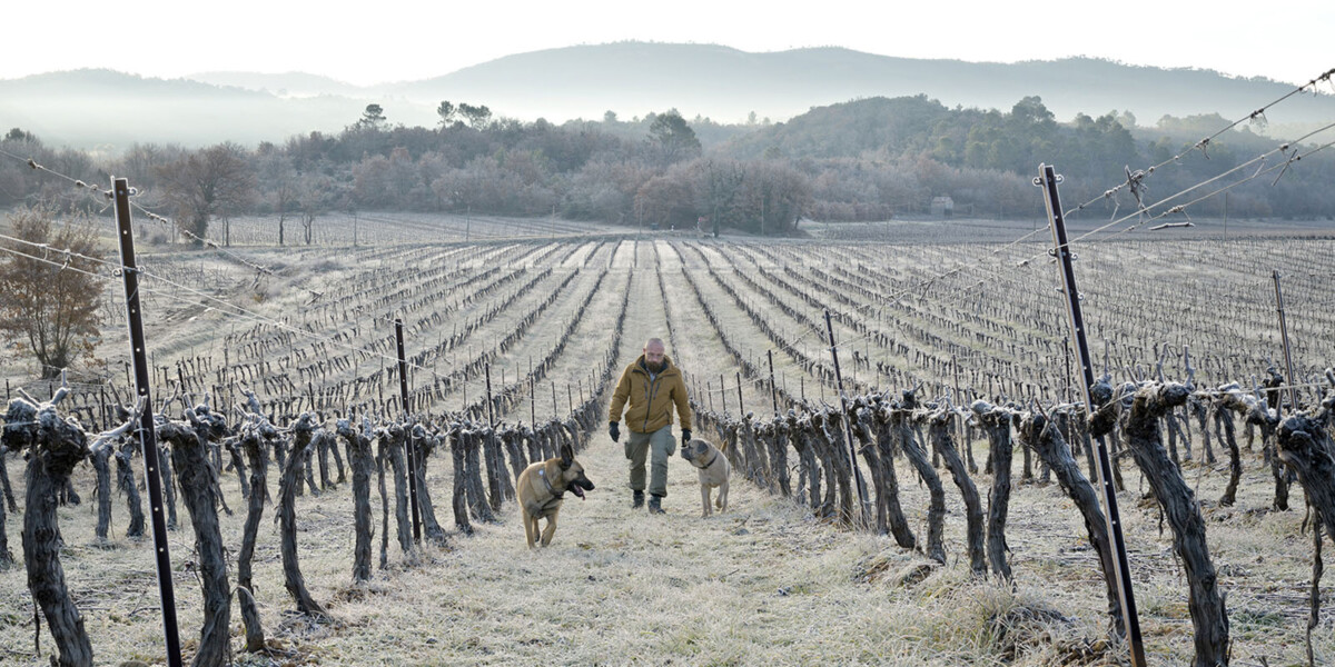 Inspections of vineyards of chateau Favori in the winter by the winemaker with his 2 dogs