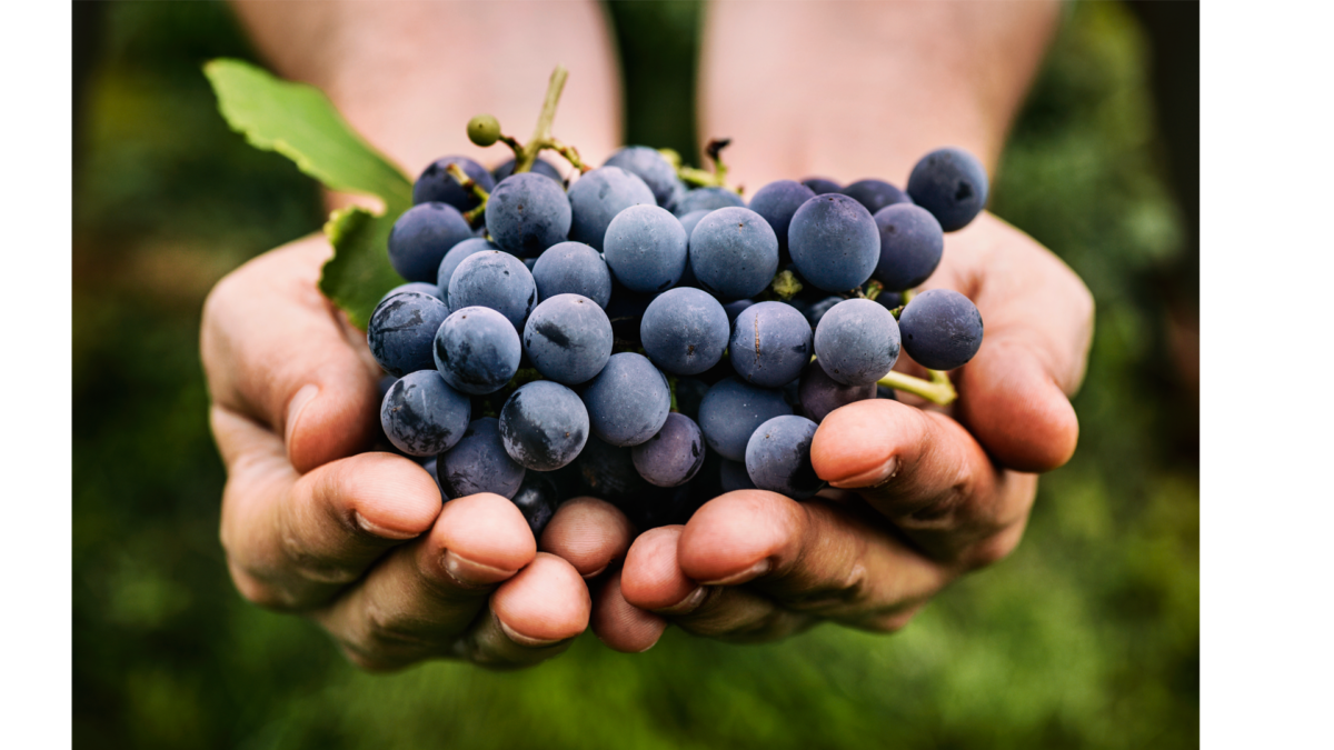 Freshly harvested grapes in farmers hands