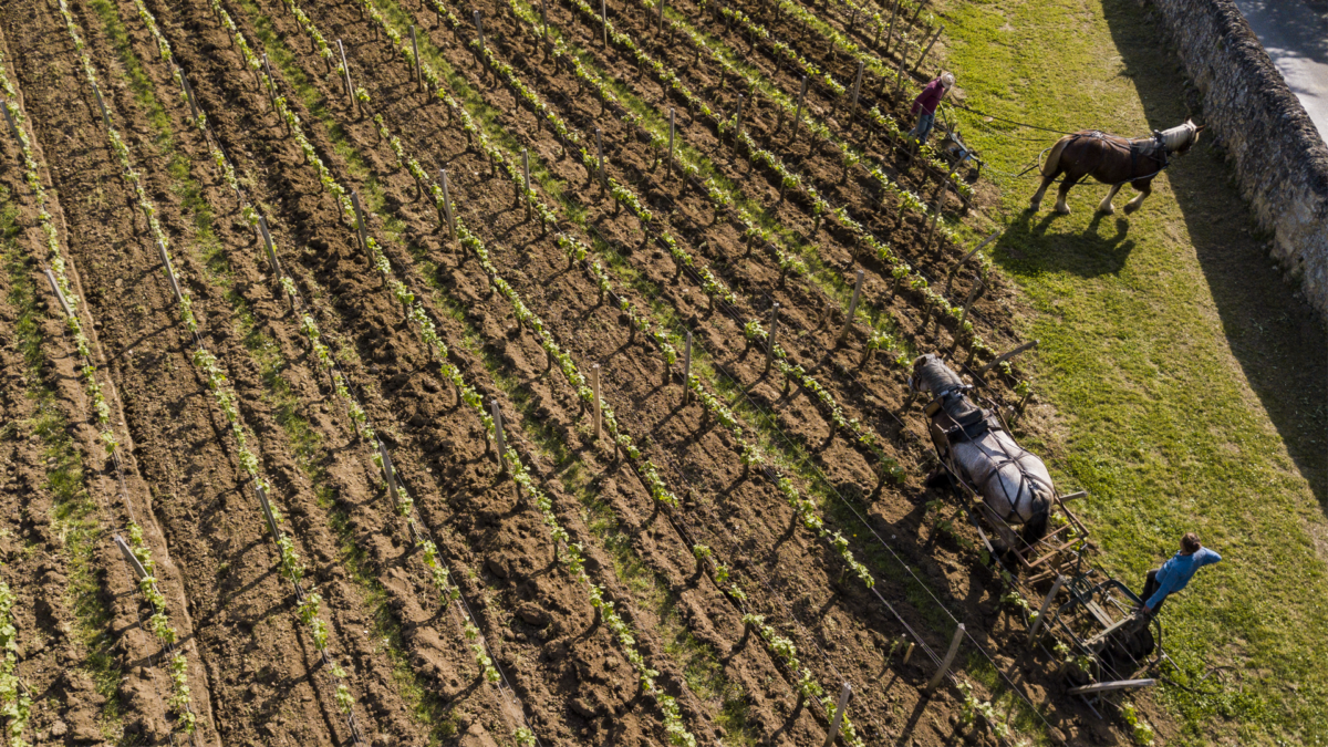 Aerial view, Labour Vineyard with a draft horse, Saint-Emilion