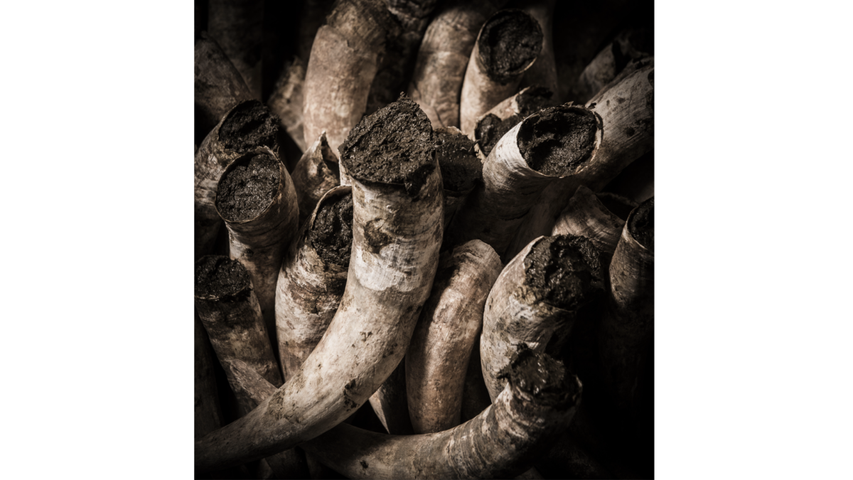 Biodynamic preparation of cow horn s and dung inside the horn, obtained by fermentation in the soil in winter