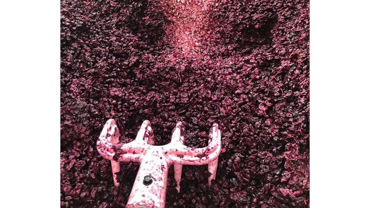 Domaine Pieblanc fork in crushed grapes