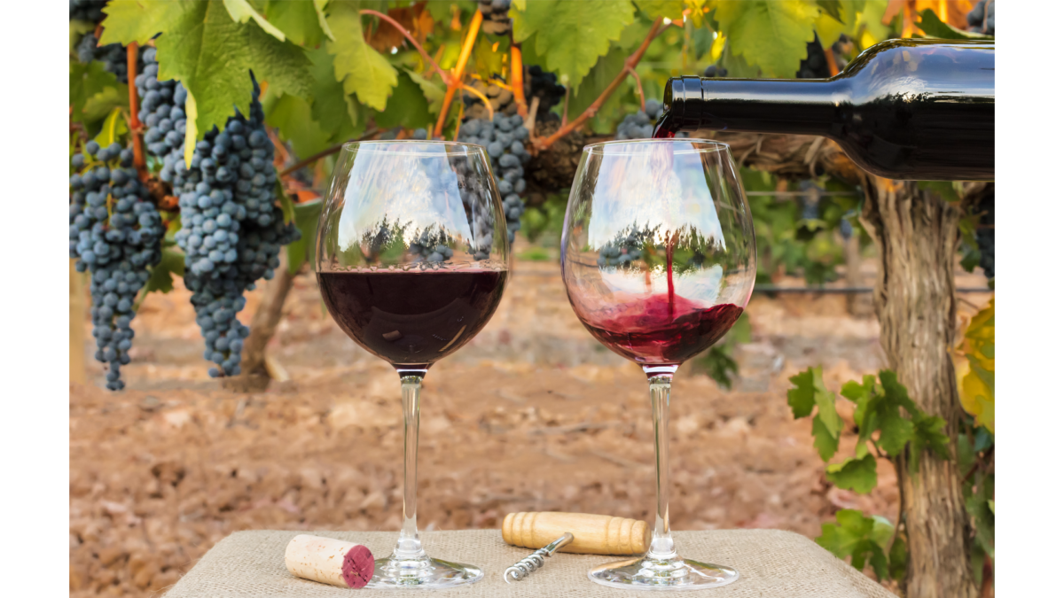 Red wine poured into glasses from bottle on blurred background of a vineyard right before harvest, with hanging branches of grapes. With cork and vintage corkscrew