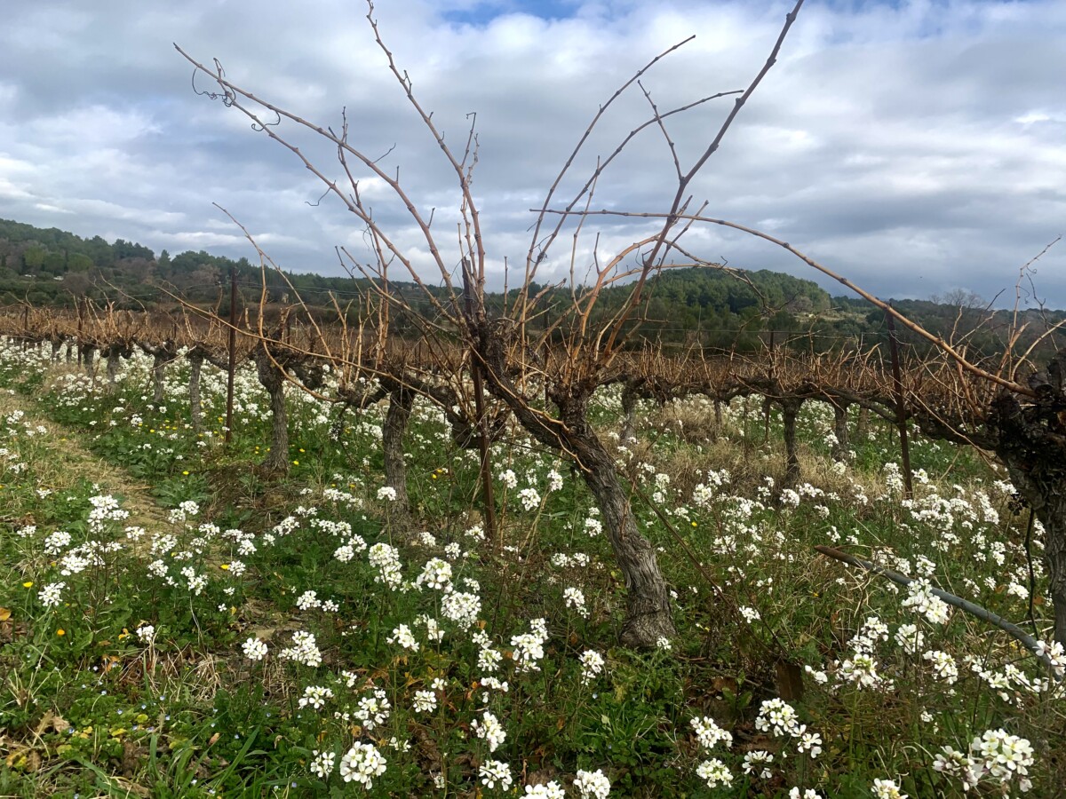 Rhone region flowers in Vine (LB)