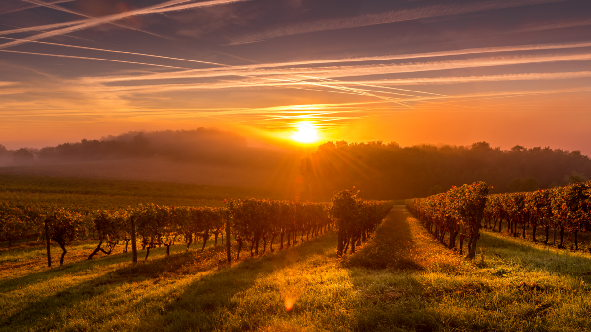 Sunset landscape bordeaux vineyard france