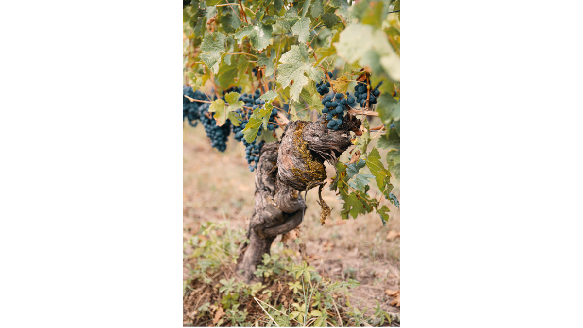 Vignobles bardet close up old vine with grapes