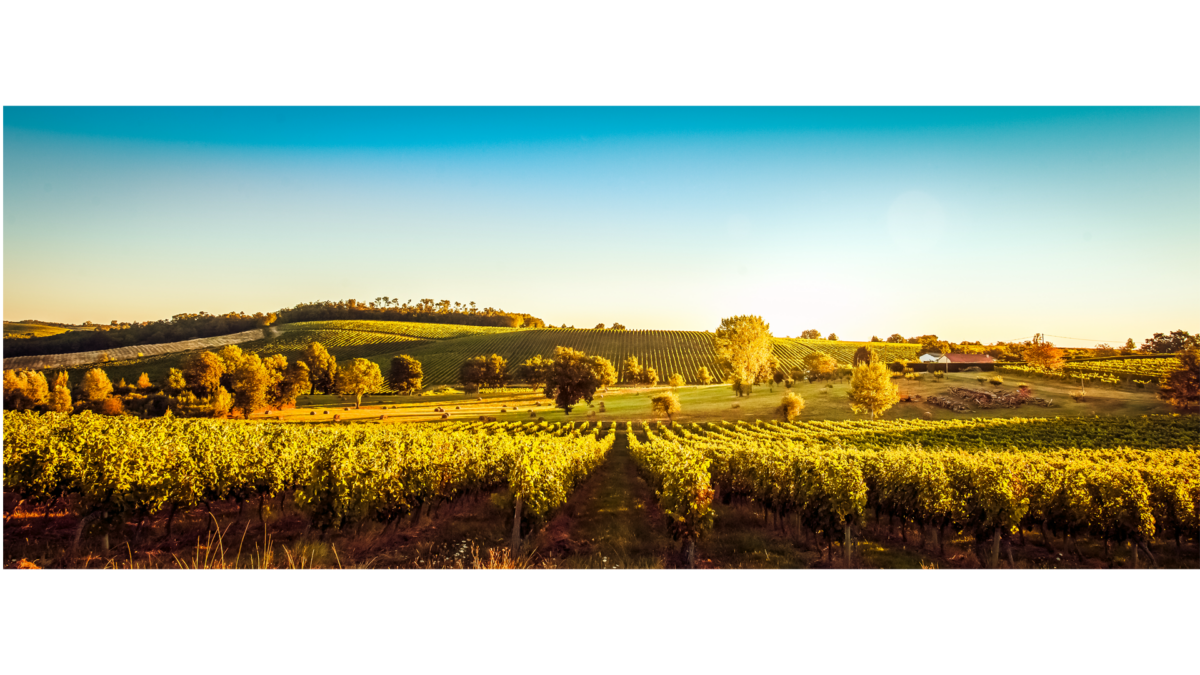 Vineyard Bordeaux France with rolling hills at the end of summer