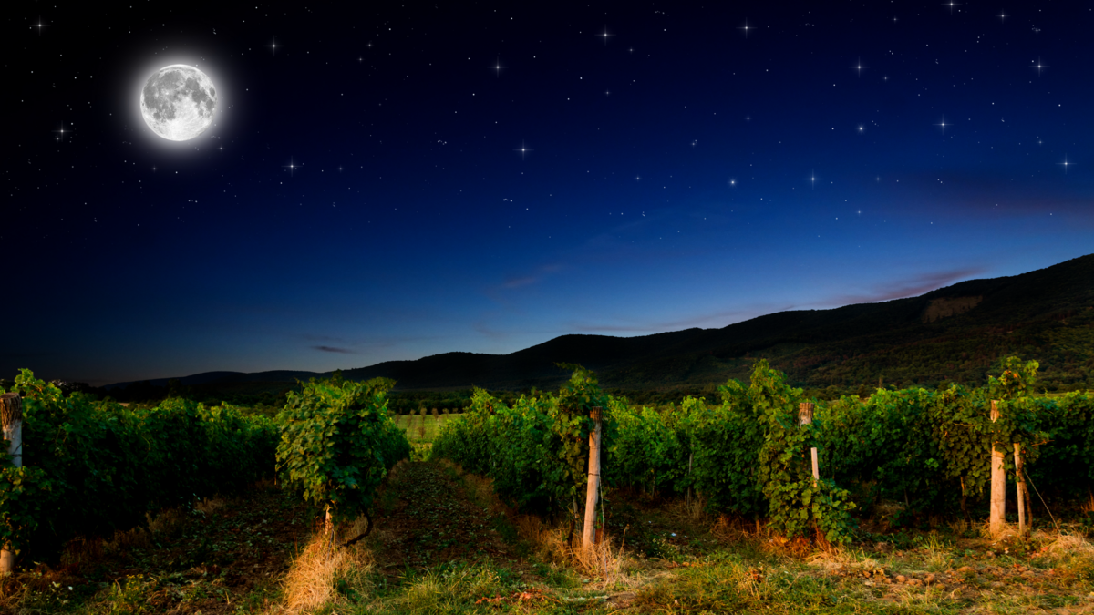 Vineyard at night with Full moon