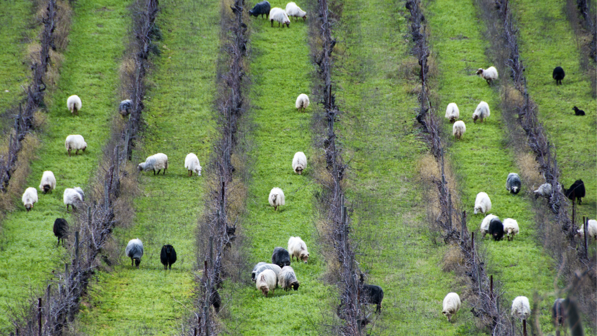 Wide sheep walk between the rows of a vineyard in Corsica