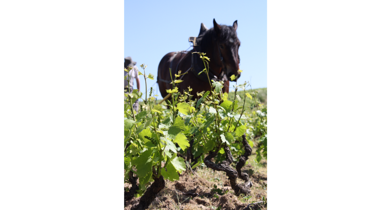 domaine Chassley horse harvesting the vines