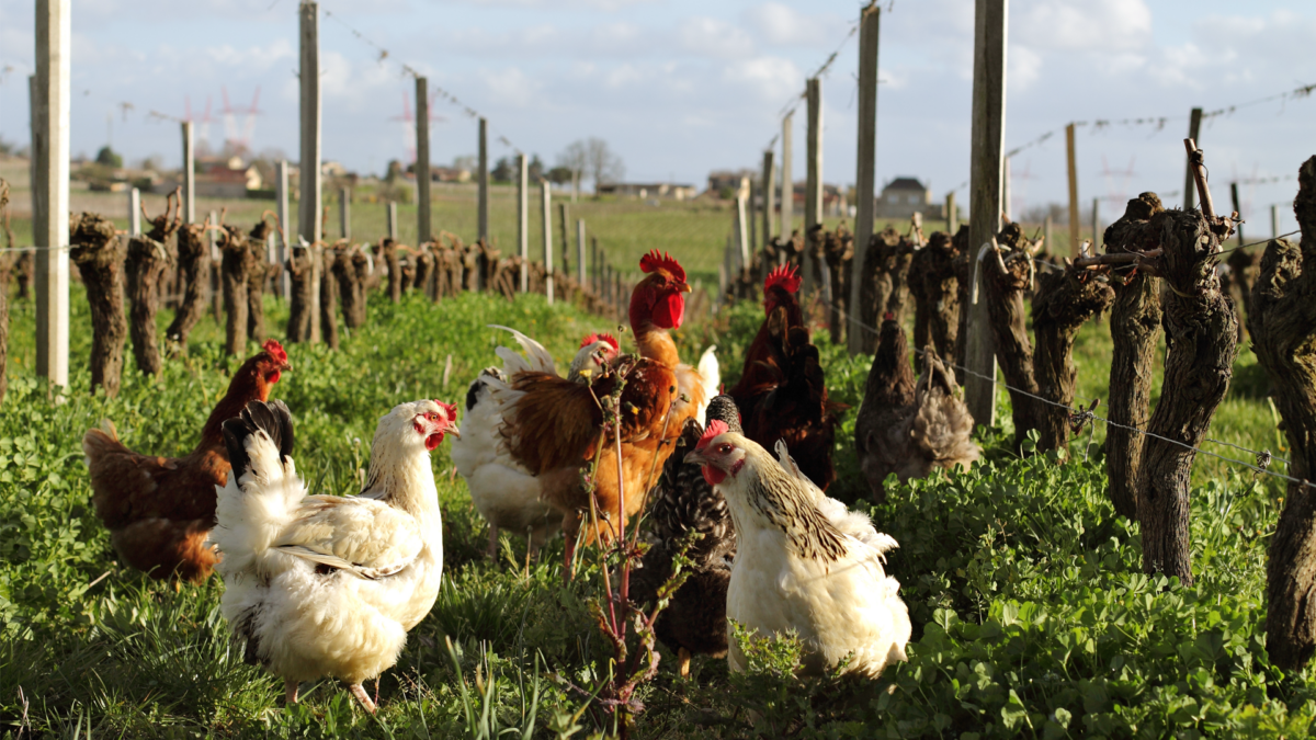 hens in a vineyard of Bordeaux in spring