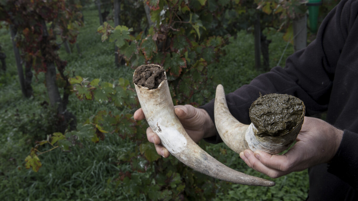 Filling cow horns with manure to make biodynamic horn manure 500 for use on the vineyards