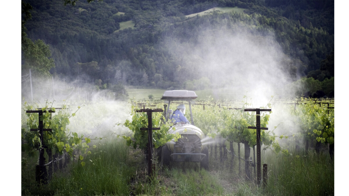 Photograph of vineyard worker in tractor spraying vineyard with chemicals