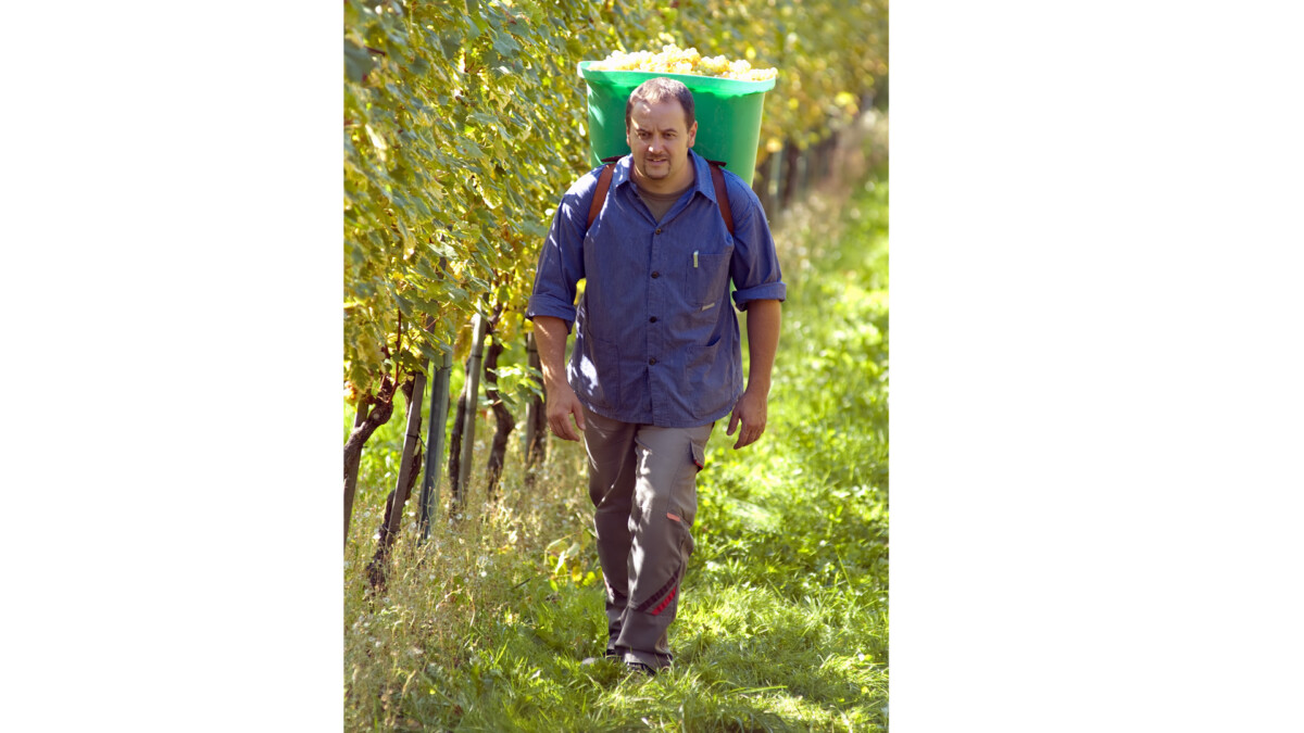 Vintner wearing butt full of grapes during the harvest