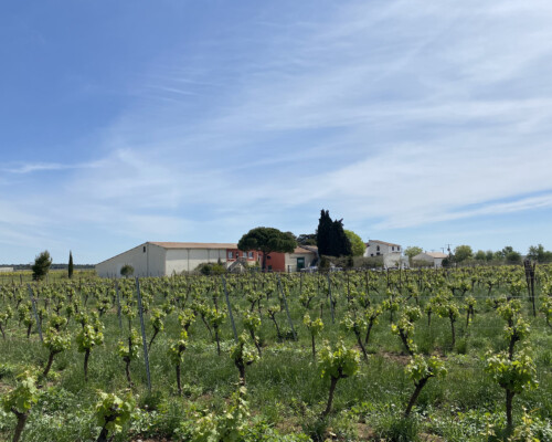 Domaine de Petit Roubié